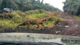 Harimau Bonita