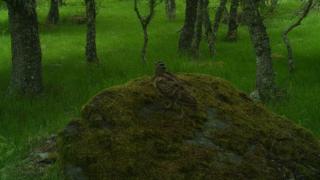 Woodcock