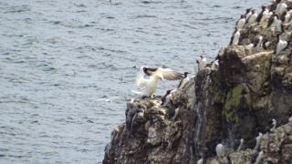Gannet chick