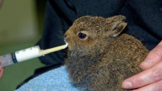 Rescued hare