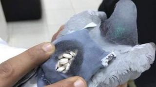 کبوتر