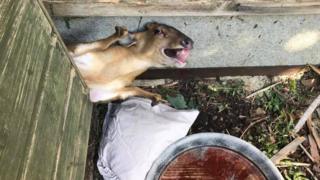 wedged deer