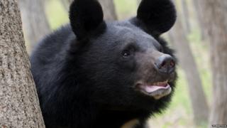 A black bear