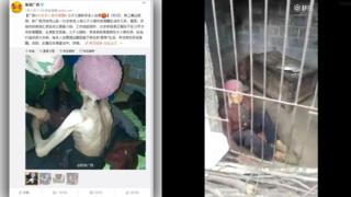 Screengrabs of Chinese social media accounts and a video showing an elderly woman locked up in a pigsty