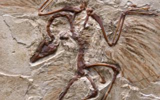 ซากฟอสซิลไดโนเสาร์ Archaeopteryx อายุ 150 ล้านปี