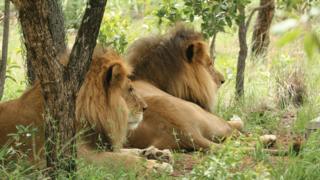 José and Liso at the Emoya Santuary in Limpopo, South Africa
