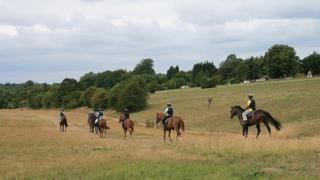 Racehorses on Epsom Downs