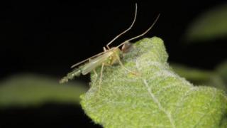 Non-biting midge