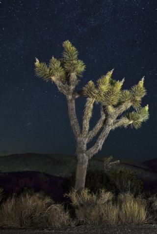 A tree