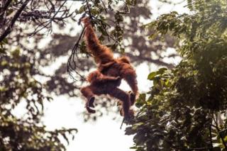 Orangutan