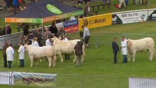 Cattle in the parade ground at the Royal Welsh Show on Monday
