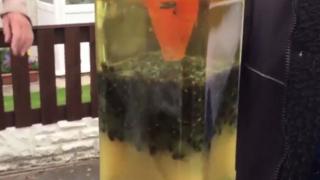 Flies at a protest in Rossington