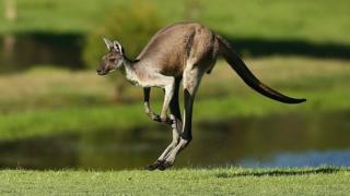 A kangaroo jumps down the 3rd fairway during round one of the ISPS HANDA World Super 6 at Lake Karrinyup Country Club on February 16, 2017 in Perth, Australia.