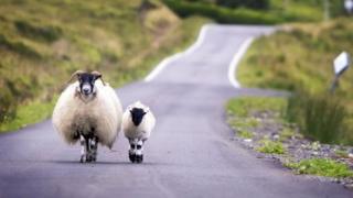 Sheep