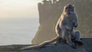 Macaco