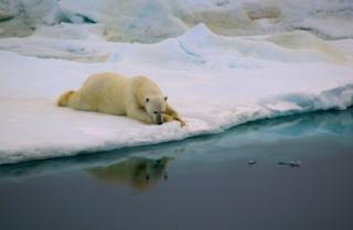 Polar bear lying on ice next to water