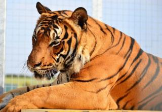 Tiger called Cicip