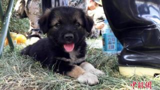 The puppy rests at a temporary shelter set up by rescue workers near the blast site in Tianjin, China