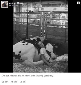 Foto publicada en Facebook de Mitchell Miner dormido con una vaca