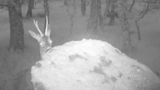 Deer looking over a rock