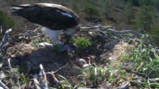 Female adult EJ and chick and two eggs in nest