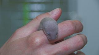 Tiny weasel