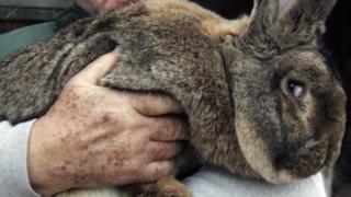 Giant rabbit - not Simon
