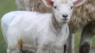 Камбрия графтыгындагы козулардын баарына аба ырайына байланыштуу атайын плащтар кийгизилди.