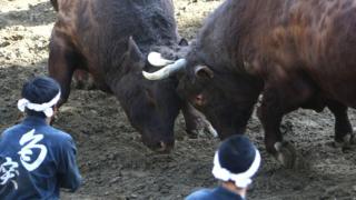 Japan bullfighting
