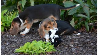 Puppies