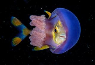A fish wedged between the bell and the tentacles of a jellyfish.