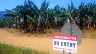 Banana plantation with quarantine sing