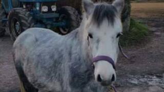 Emry the pony