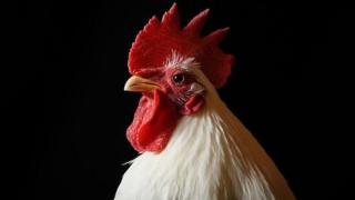 A cockerel