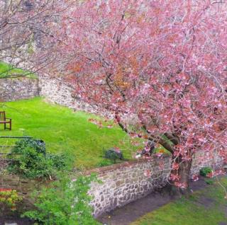 Cherryblossom in the garden at Dumbarton Castle & Rock