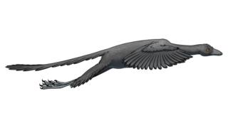Artist's representation of Archaeopteryx in flight