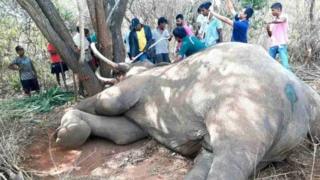 தந்தங்களுடன் மரத்தில் சிக்கிய யானை