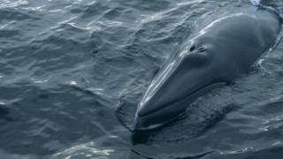 Minke whale
