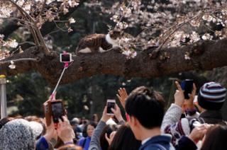 People take pictures of a cat sitting on a cherry blossom tree at a park in Tokyo, Japan, 30 March 2017.