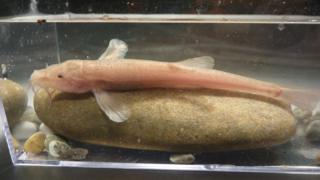 cave fish