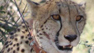 The cheetah