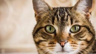 Zolaqlı tabby pişikləri ilk olaraq yaraşıqlı rənginə görə qiymətləndirilir