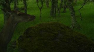 Deer