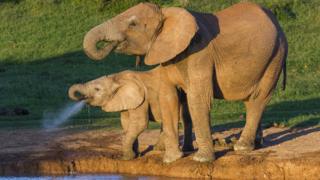Elephants