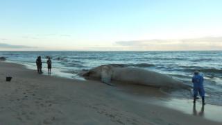Baleia encalhada em praia brasileira