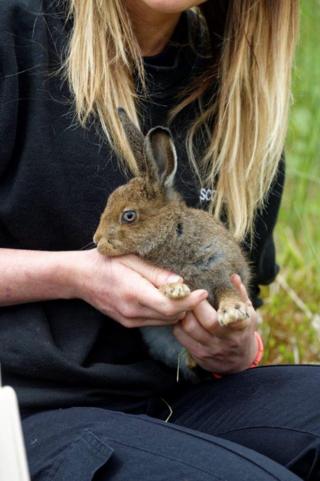 Rescued hare