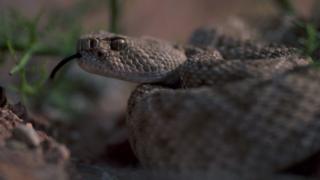 Ular