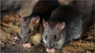 Ratos