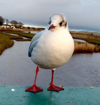 Black Headed Gull on the Bridge at Newburgh, Aberdeenshire, Christmas Eve.
