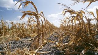 Drought